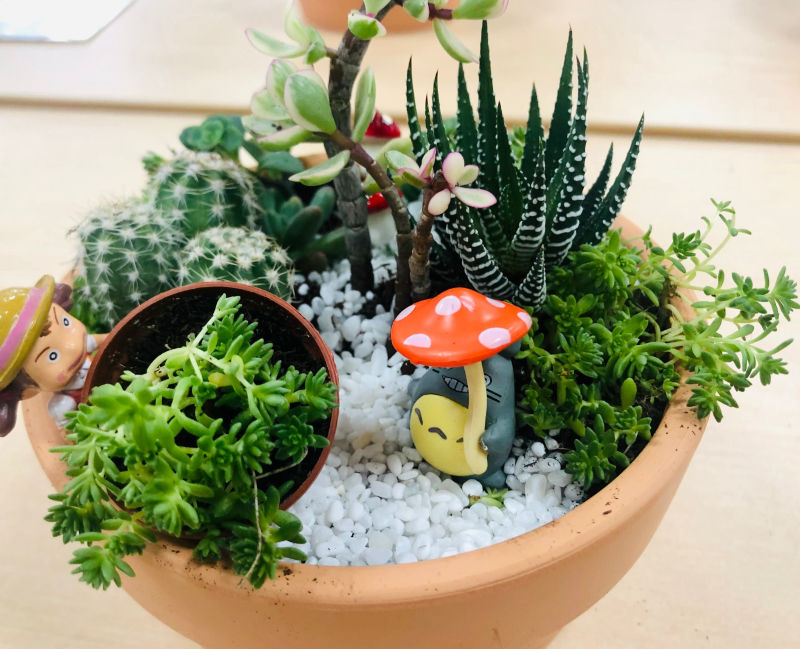 綠心靈養護學會-園藝治療 多肉多可愛