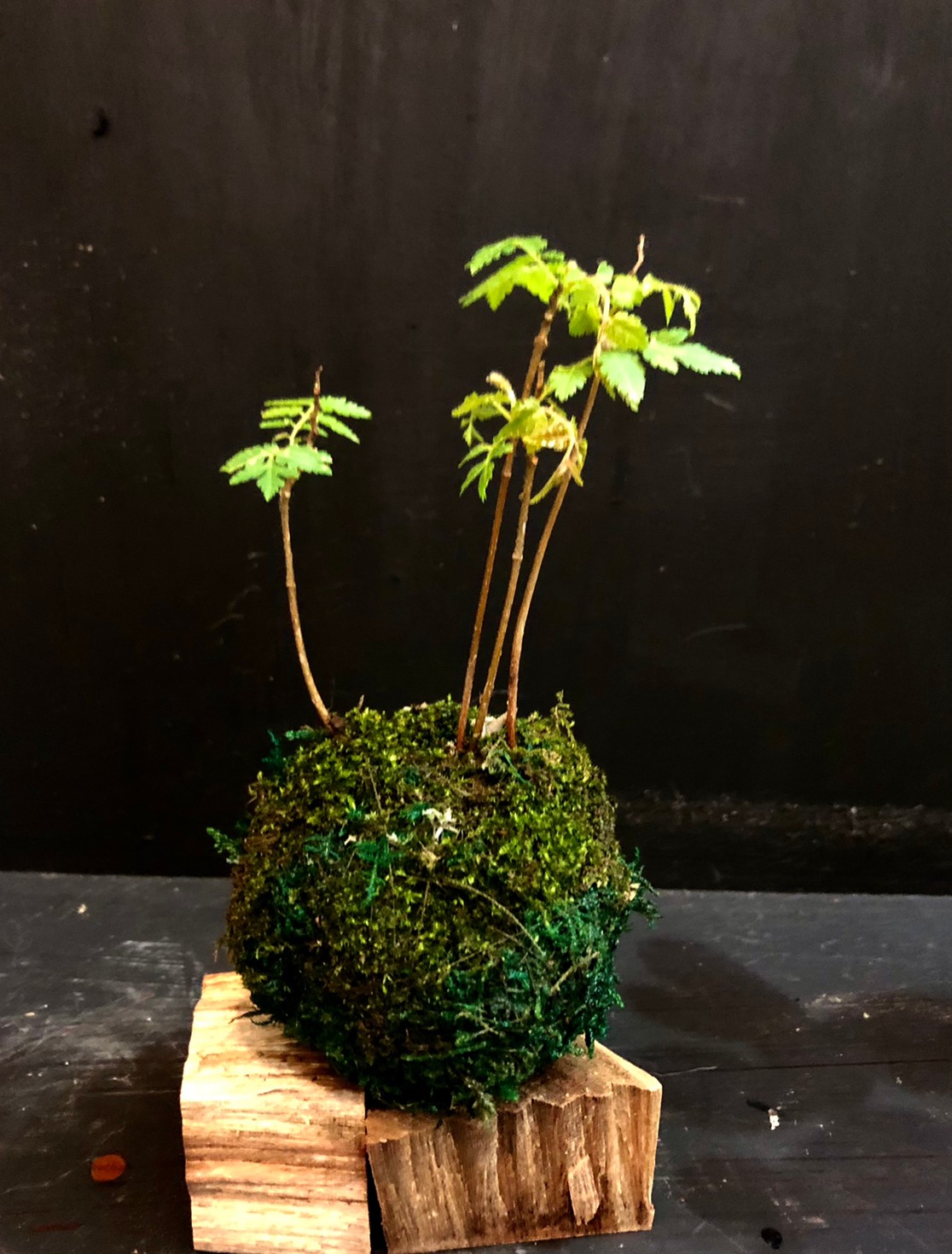 園藝治療苔球手作