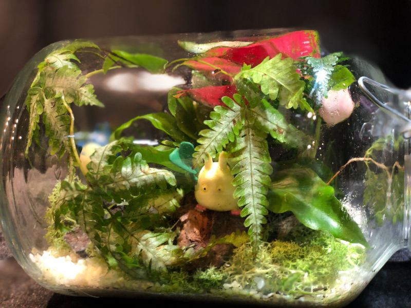 綠心靈養護學會-園藝治療瓶中植物園