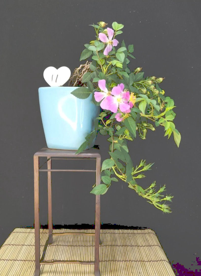 園藝治療師培訓班-林慶祥盆景藝術創作