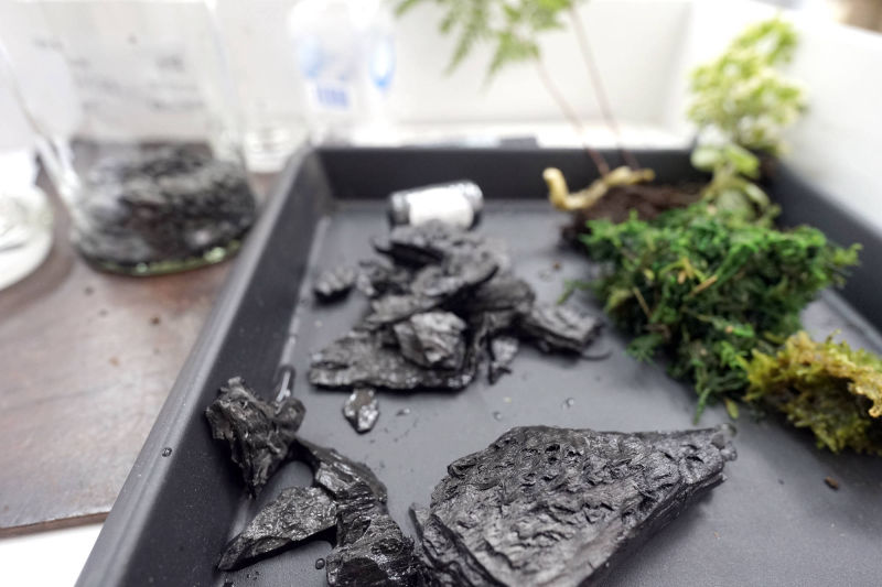 園藝治療植物療癒師綠心靈