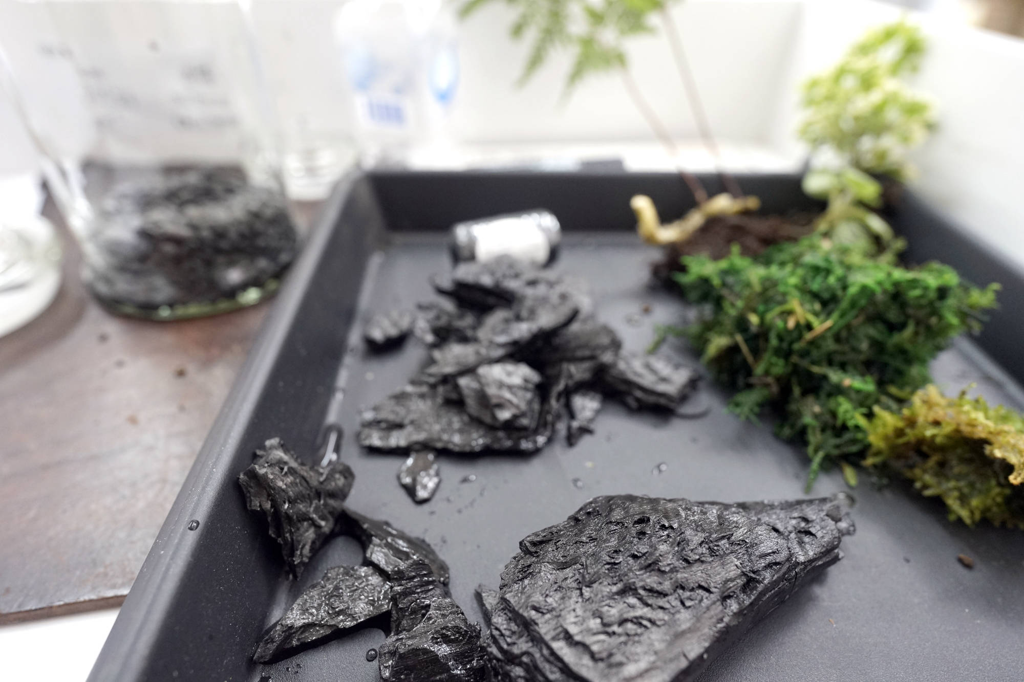 園藝治療植物療癒師綠心靈