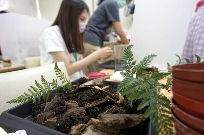 園藝治療植物療癒師綠心靈