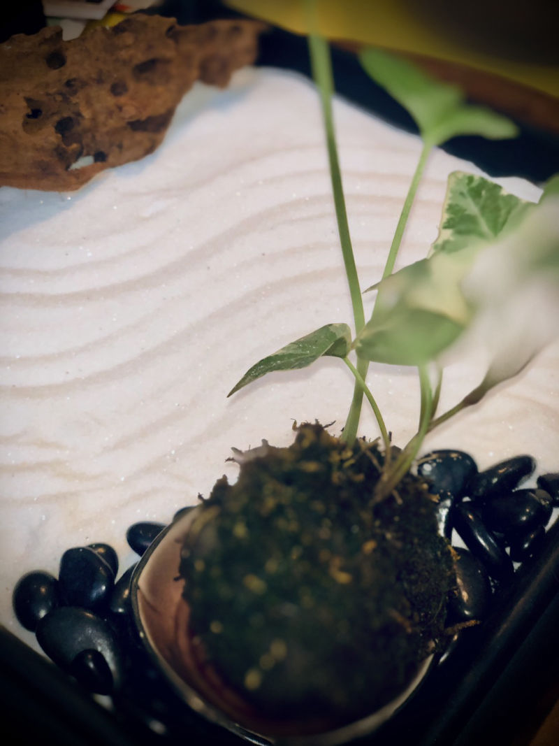  園藝治療師培訓-實作課