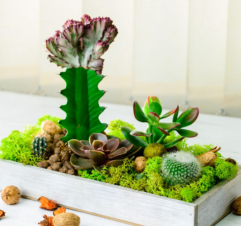 綠心靈養護學會-園藝治療創意組合盆栽