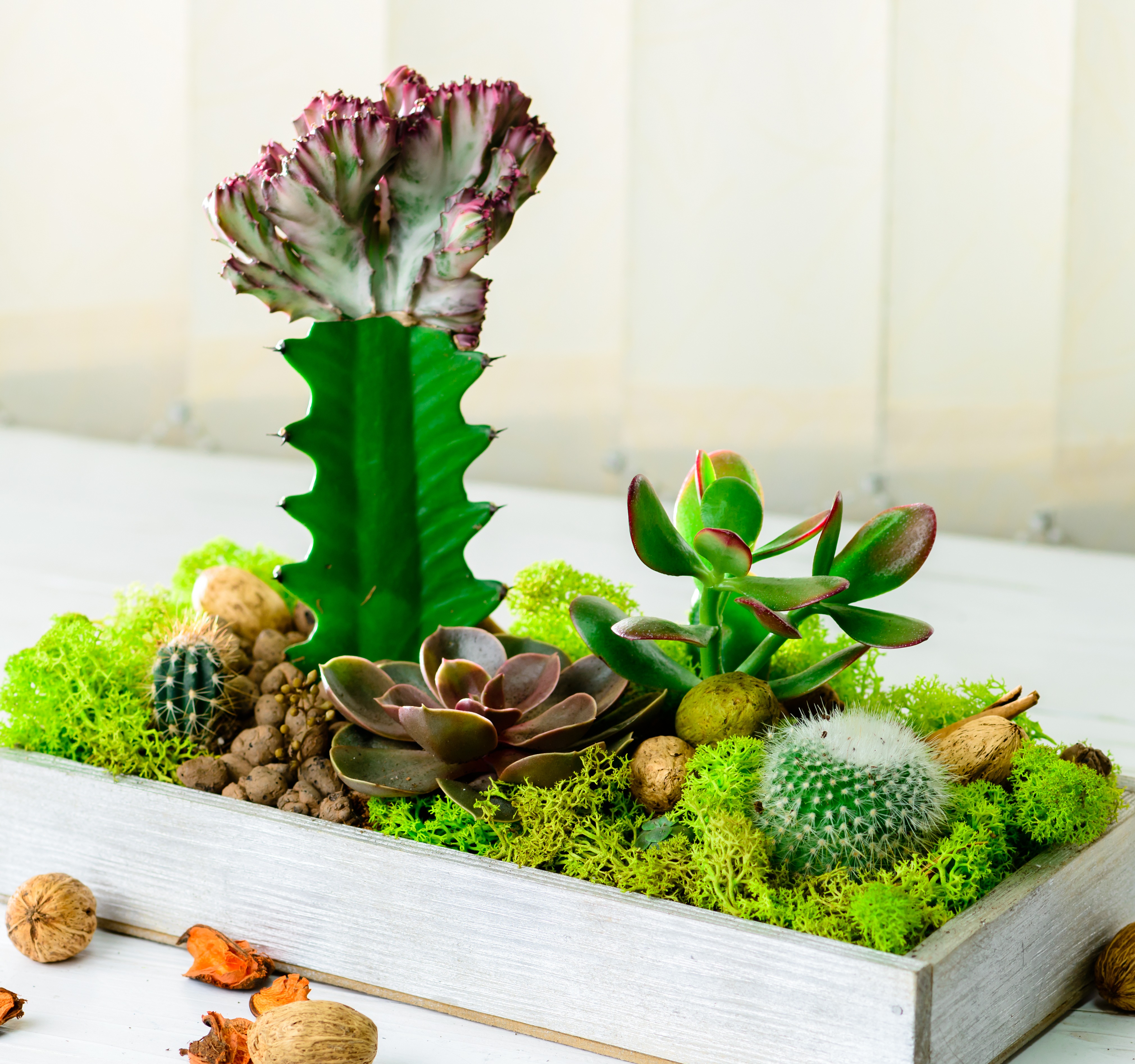 綠心靈養護學會-園藝治療創意組合盆栽