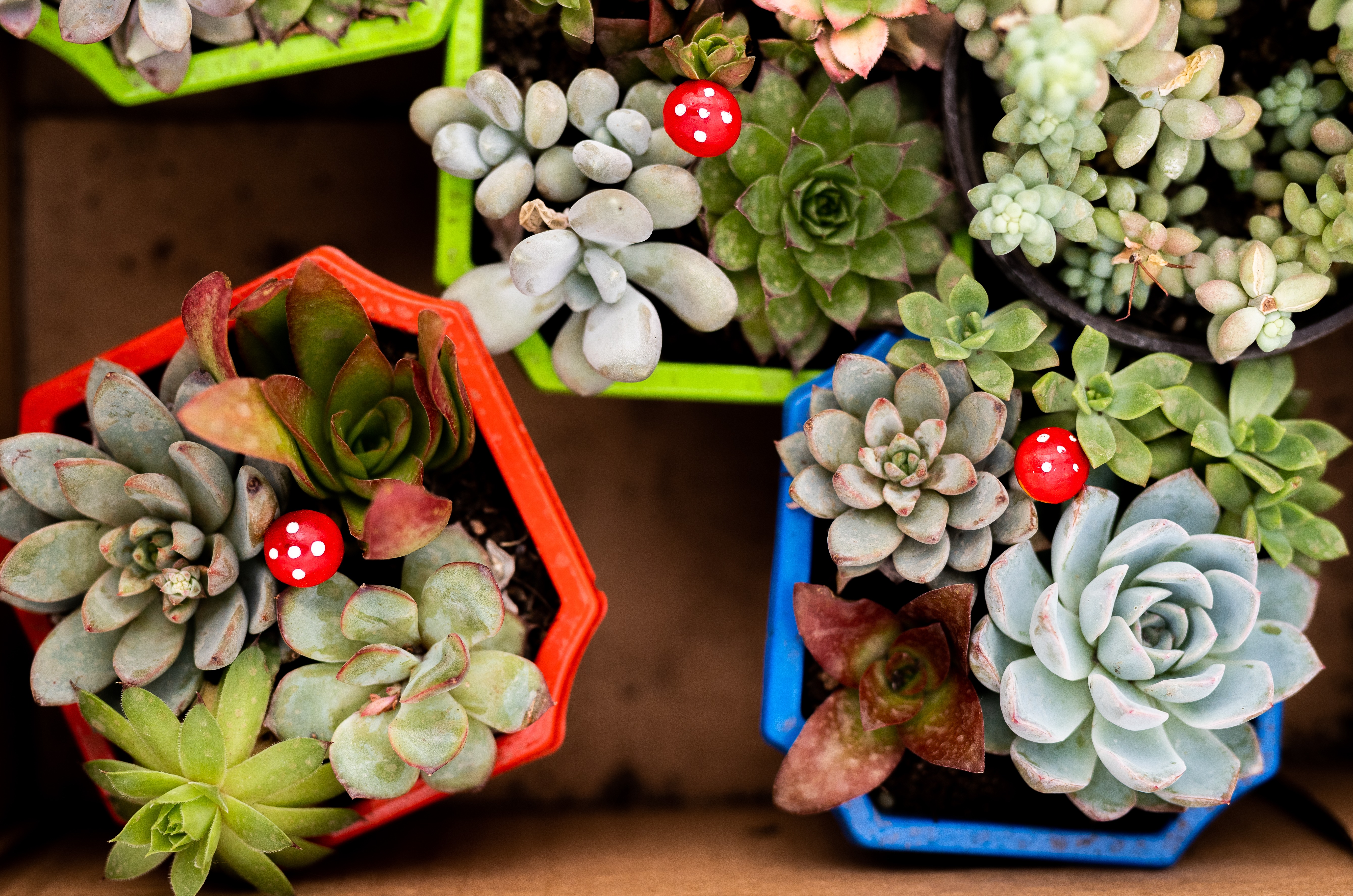 多肉組合創意組合盆栽